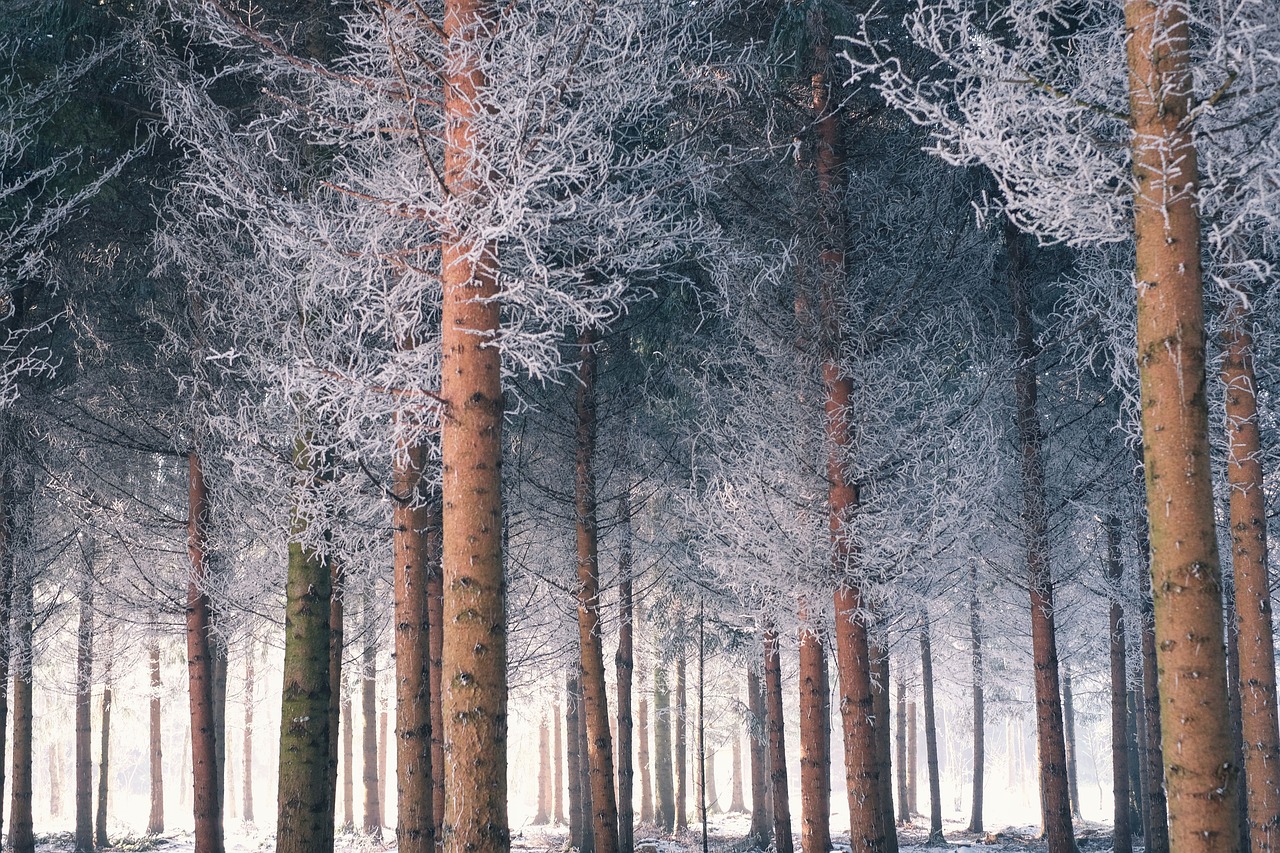 How to Prune Trees and Shrubs Correctly